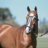 Dolfina Eastern Fresh Semen Collection & Analysis - Image 2