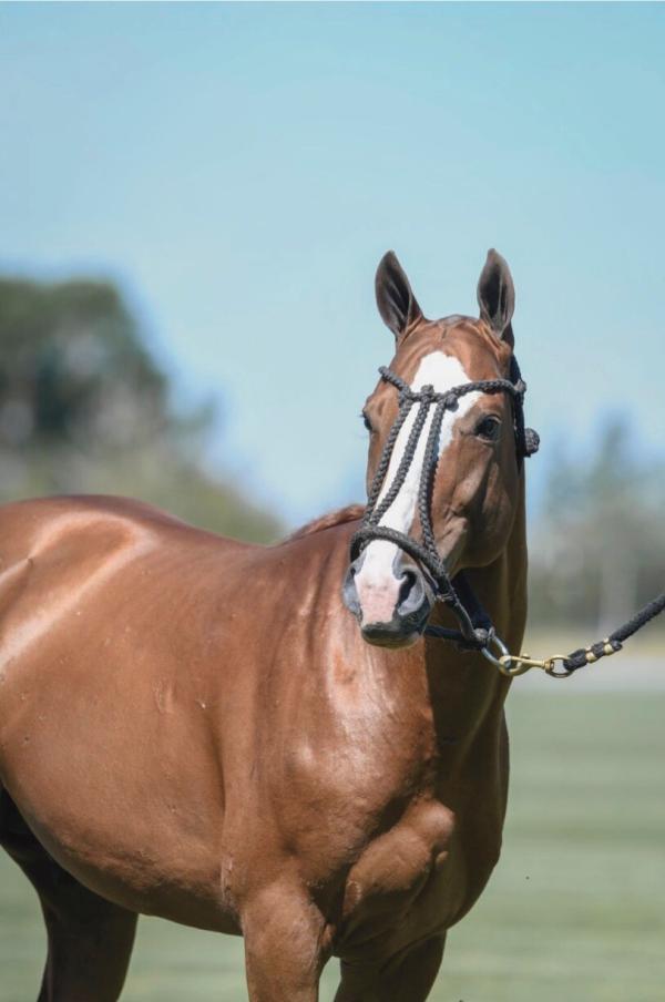 Dolfina Eastern Fresh Semen Collection & Analysis - Image 2