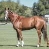 Dolfina Eastern Fresh Semen Collection & Analysis