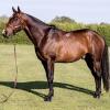 High Maestro Fresh Semen Collection & Analysis