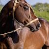 High Maestro Fresh Semen Collection & Analysis - Image 3