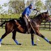 High Maestro Fresh Semen Collection & Analysis - Image 4