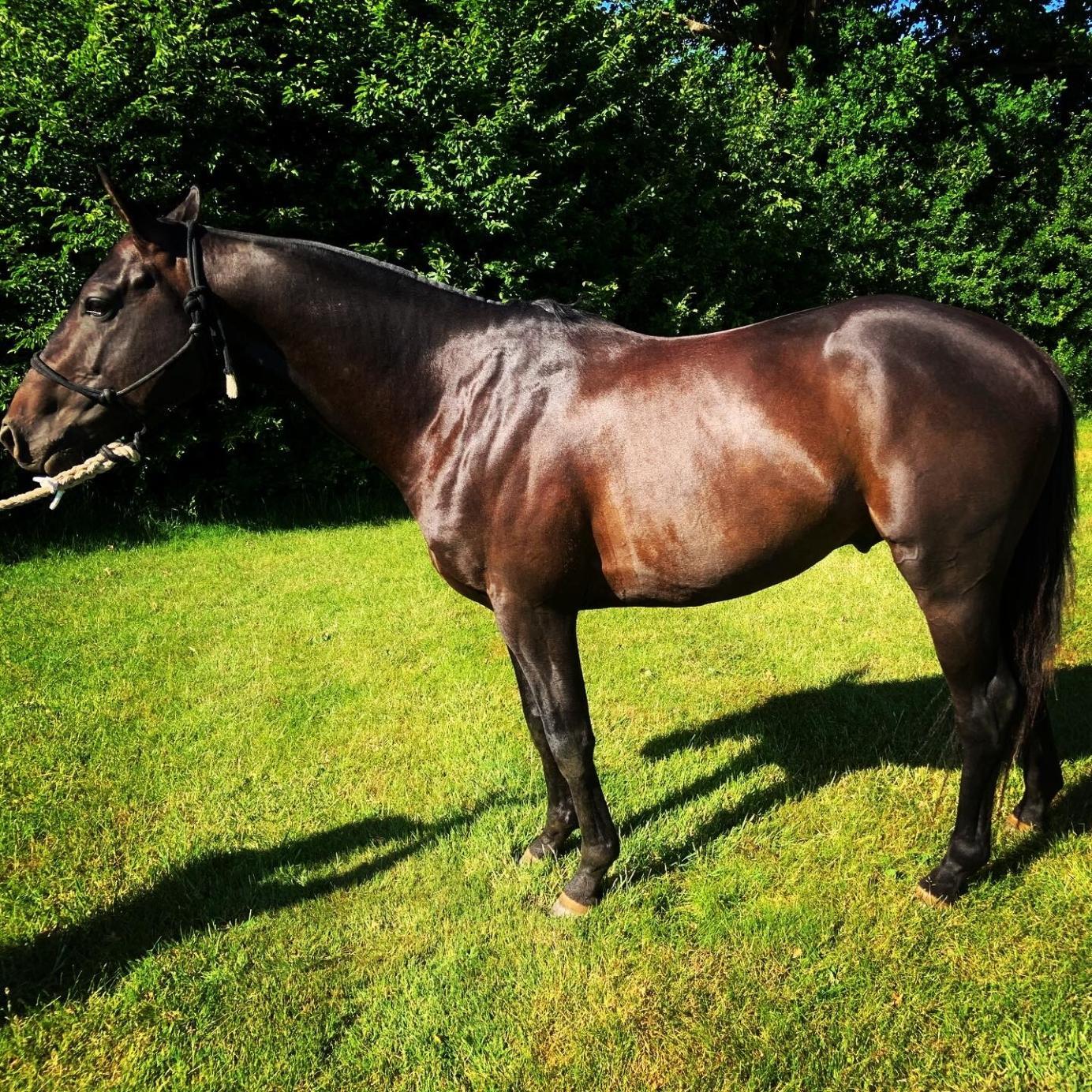 Tiny Tim Fresh Semen Collection & Analysis Equibreed UK