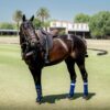 Lovelocks Shadow Fresh Semen Collection & Analysis - Image 2