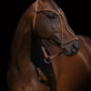 Lovelocks Bonjovi Fresh Semen Collection & Analysis - Image 2